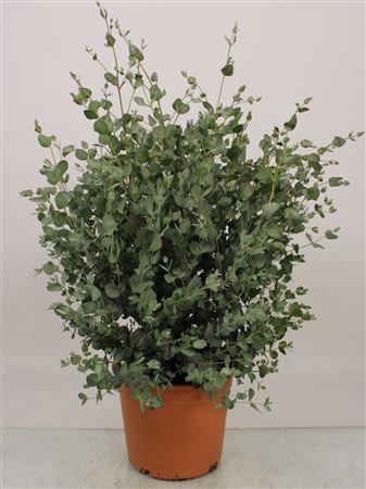 <h4>Eucalyptus Gunnii Bush - 1154</h4>