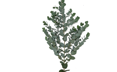 <h4>FOLHAGEM EUCAFLOR PARVIFOLIA 060 CM</h4>