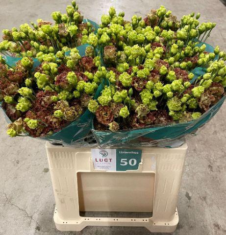 EUS G ROSAN TERRACOT