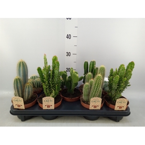 Cactus   ...mix