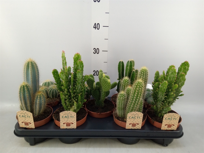 <h4>Cactus   ...mix</h4>