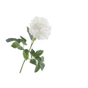 Paeonia  White