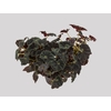 BEGONIA DARK MAMBO P11 PO