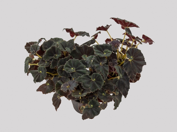 <h4>BEGONIA DARK MAMBO P11 PO</h4>