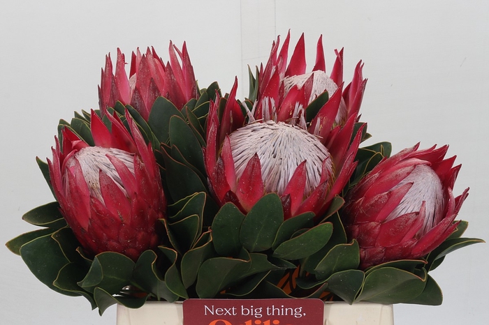 <h4>Protea Cynaroides Madiba</h4>