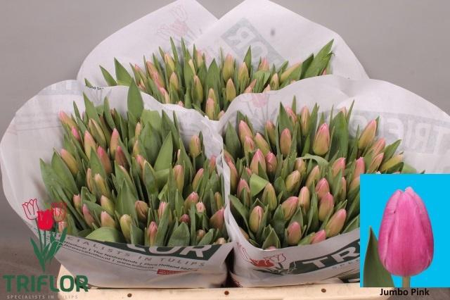 <h4>TU EN JUMBO PINK</h4>