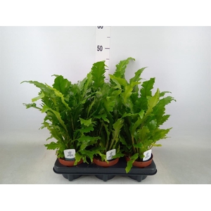 Asplenium nidus 'Campio'