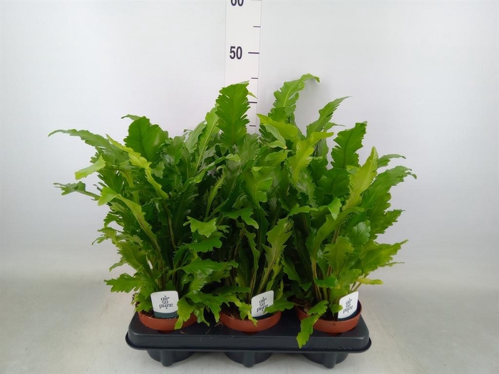 <h4>Asplenium nidus 'Campio'</h4>