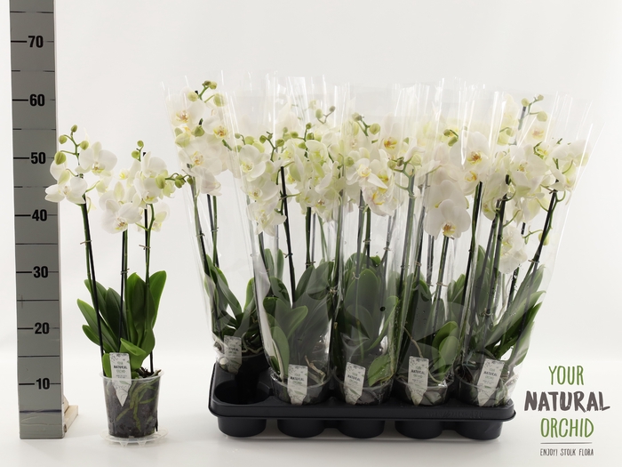 <h4>PHAL OV WIT</h4>