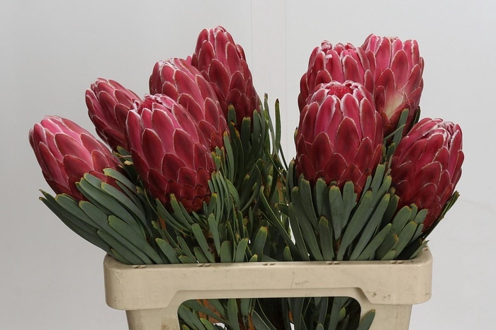 <h4>Protea Venus</h4>