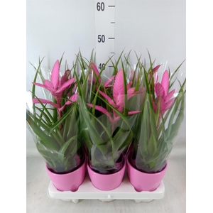 Tillandsia  'Antonio'