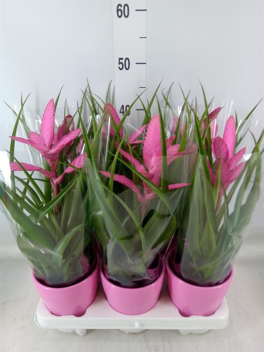 <h4>Tillandsia  'Antonio'</h4>