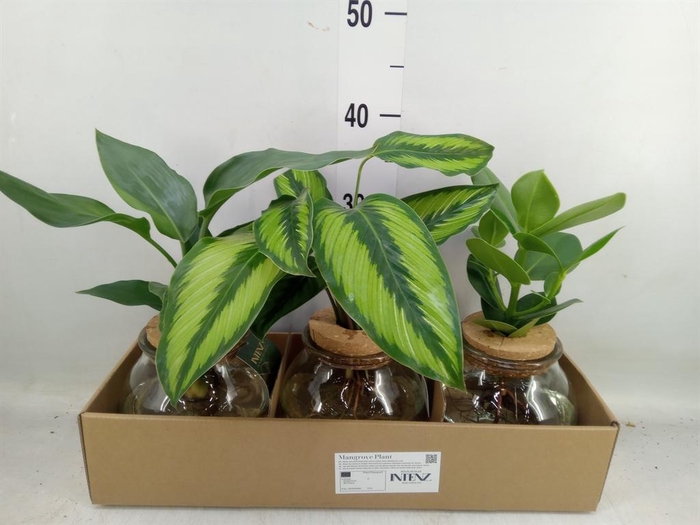 <h4>Planten  ..mix</h4>