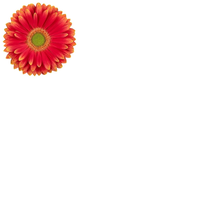 <h4>Gerbera Marylene Diamond per kaart</h4>
