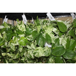 JIBOIA BRANCO PEND C21 PENDENTE