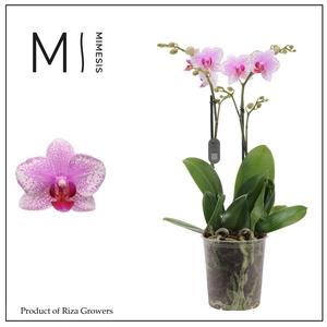Phalaenopsis Rotterdam 2 spike - 12cm | Mimesis