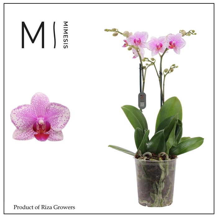 <h4>Phalaenopsis Rotterdam 2 spike – 12cm | Mimesis</h4>