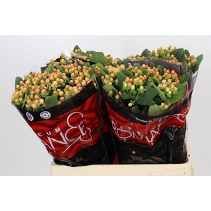 Hypericum Mellow Romance