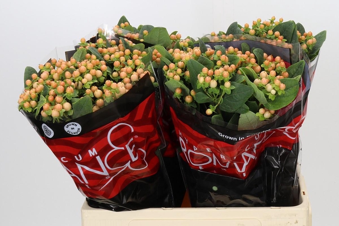 <h4>Hypericum Mellow Romance</h4>