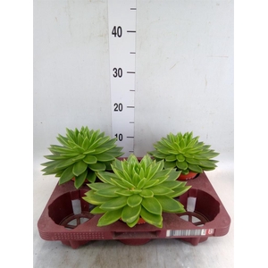 Echeveria  'Miranda'