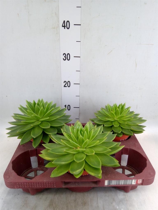 <h4>Echeveria  'Miranda'</h4>