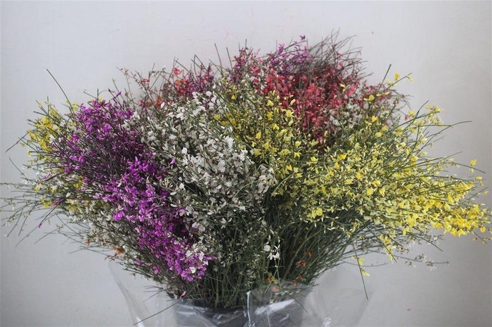 <h4>Ginster 200gr Mix Pbs</h4>