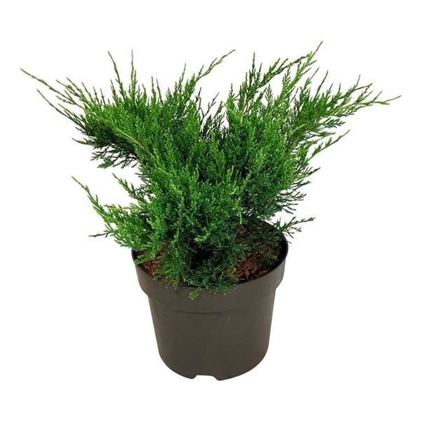 <h4>Juniperus pf. 'Mint Julep'</h4>
