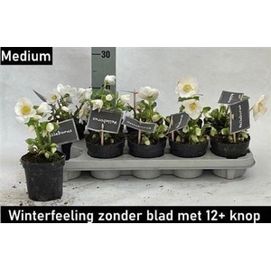 Hell Ni Winter Fleur 12+