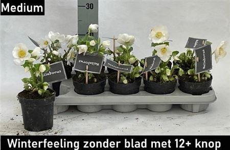 Hell Ni Winter Fleur 12+