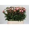 Paeonia Sarah Bernhardt Ongeplozen