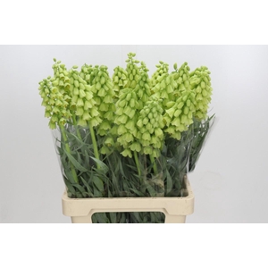 Fritillaria Persica Ivory Bells