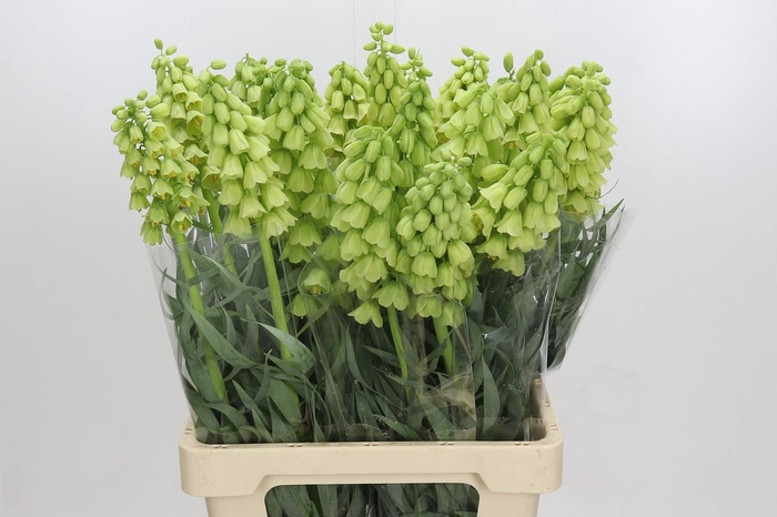 <h4>Fritillaria Persica Ivory Bells</h4>