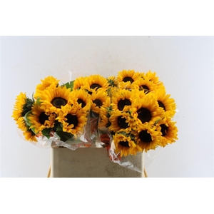 Helianthus Orange Fire