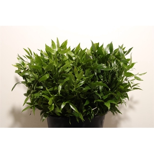 Ruscus Short 300gram P Bunch