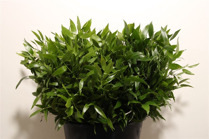 <h4>Ruscus Short 300gram P Bunch</h4>