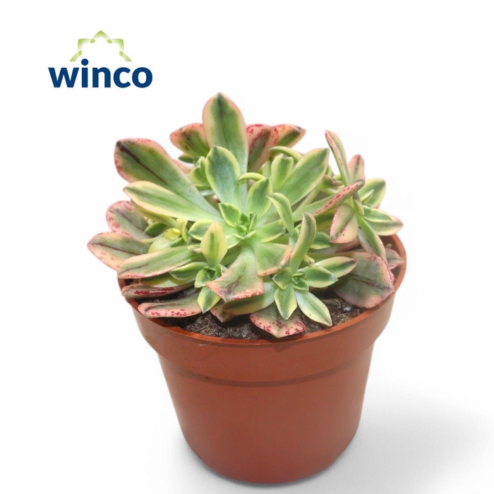 <h4>Aeonium Sweet Tea</h4>