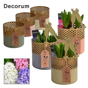 Hyacint Golden Chic HL15522NY [NEW YEAR]