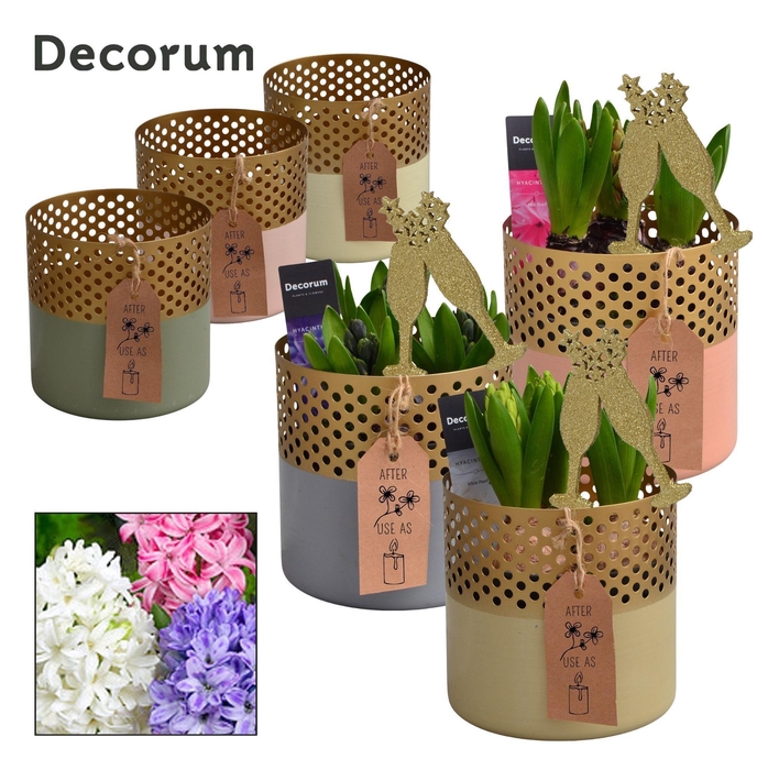 <h4>Hyacint Golden Chic HL15522NY [NEW YEAR]</h4>