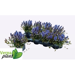 AJUGA OV