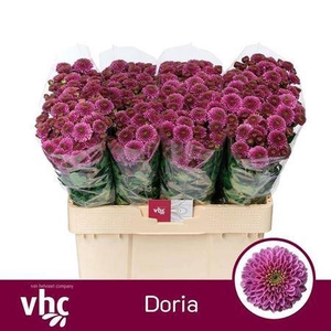 Chr S Aaa Doria