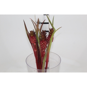 ANANAS BRS BOYRA