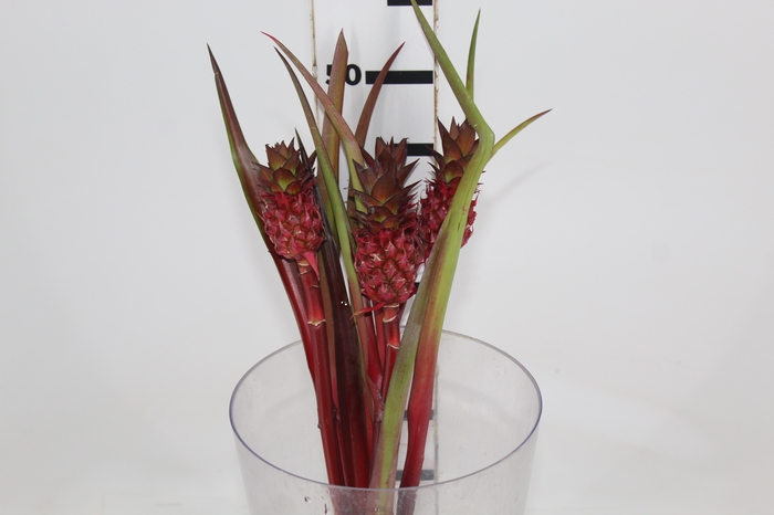 <h4>ANANAS BRS BOYRA</h4>