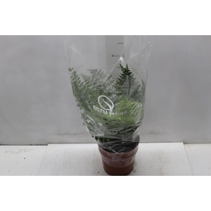 ASPLENIUM PARVATI P17