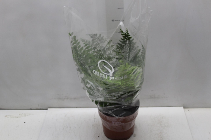 <h4>ASPLENIUM PARVATI P17</h4>