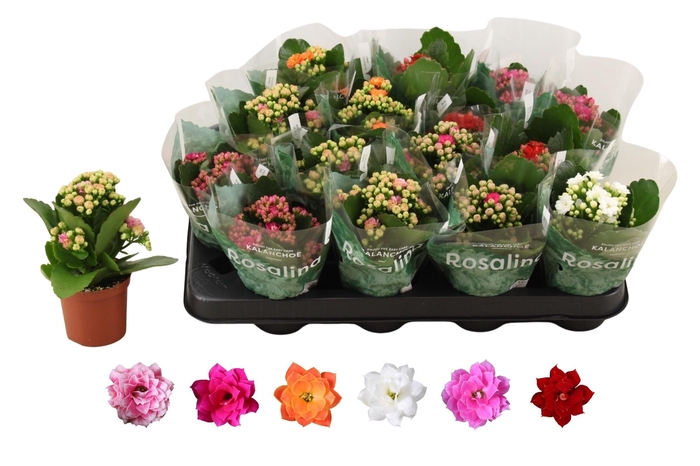 <h4>KAL GE RO GEM 6 KL</h4>