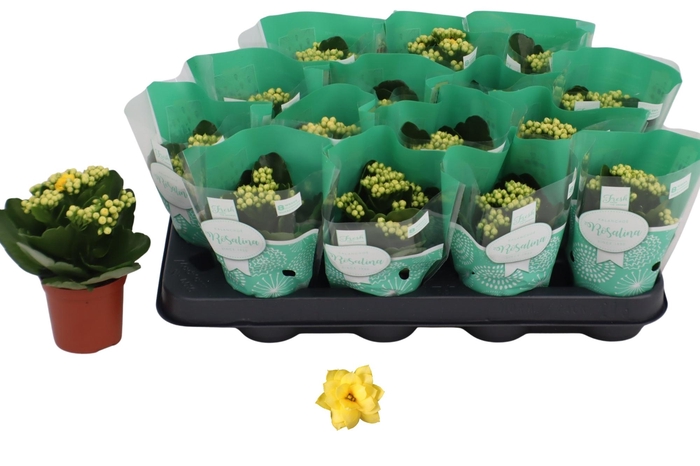 <h4>KAL GE AMARILLO YELL</h4>