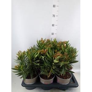 Nerium oleander   ...