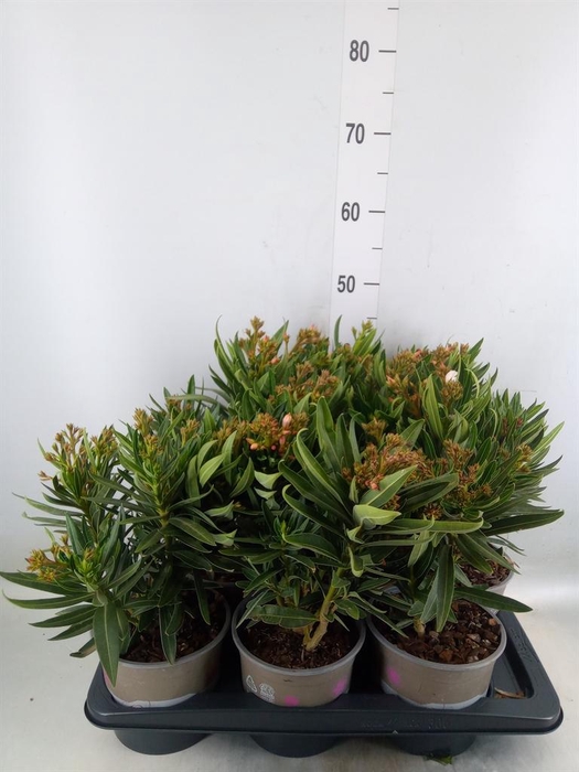 <h4>Nerium oleander   ...</h4>