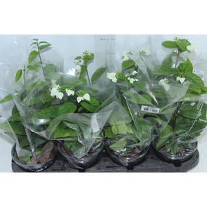 LAGRIMA DE CRISTO P14