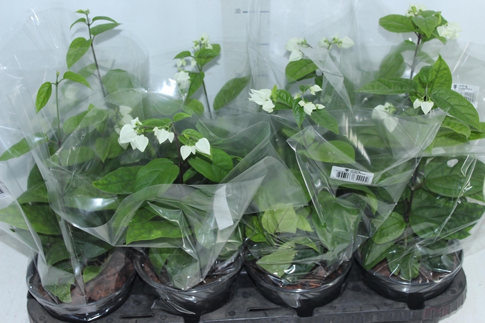 <h4>LAGRIMA DE CRISTO P14</h4>